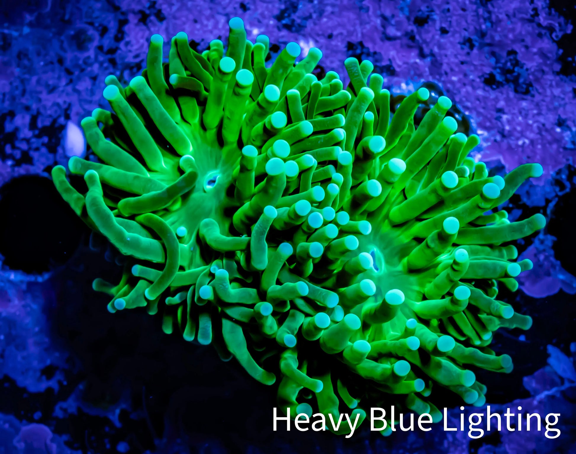 Green Torch Coral 4cm WYSIWYG D1R1B1 Green Torch Coral 4cm WYSIWYG D1R1B1 LPS Green Torch Coral 4cm WYSIWYG D1R1B1 Zeo Box Reef