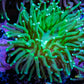 Green Torch Coral 5cm WYSIWYG Green Torch Coral 5cm WYSIWYG LPS Green Torch Coral 5cm WYSIWYG Zeo Box Reef