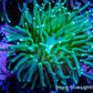 Green Torch Coral 5cm WYSIWYG Green Torch Coral 5cm WYSIWYG LPS Green Torch Coral 5cm WYSIWYG Zeo Box Reef