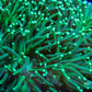 Green Torch Coral 6cm Green Torch Coral 6cm LPS Green Torch Coral 6cm Zeo Box Reef