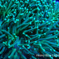 Green Torch Coral 6cm Green Torch Coral 6cm LPS Green Torch Coral 6cm Zeo Box Reef