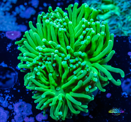 Green Torch Coral 6cm Green Torch Coral 6cm LPS Green Torch Coral 6cm Zeo Box Reef