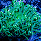 Green Torch Coral 7cm WYSIWYG Green Torch Coral 7cm WYSIWYG LPS Green Torch Coral 7cm WYSIWYG Zeo Box Reef