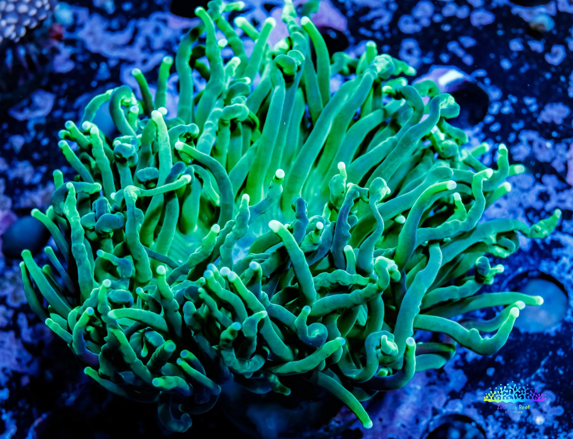 Green Torch Coral 7cm WYSIWYG Green Torch Coral 7cm WYSIWYG LPS Green Torch Coral 7cm WYSIWYG Zeo Box Reef