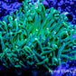 Green Torch Coral 7cm WYSIWYG Green Torch Coral 7cm WYSIWYG LPS Green Torch Coral 7cm WYSIWYG Zeo Box Reef