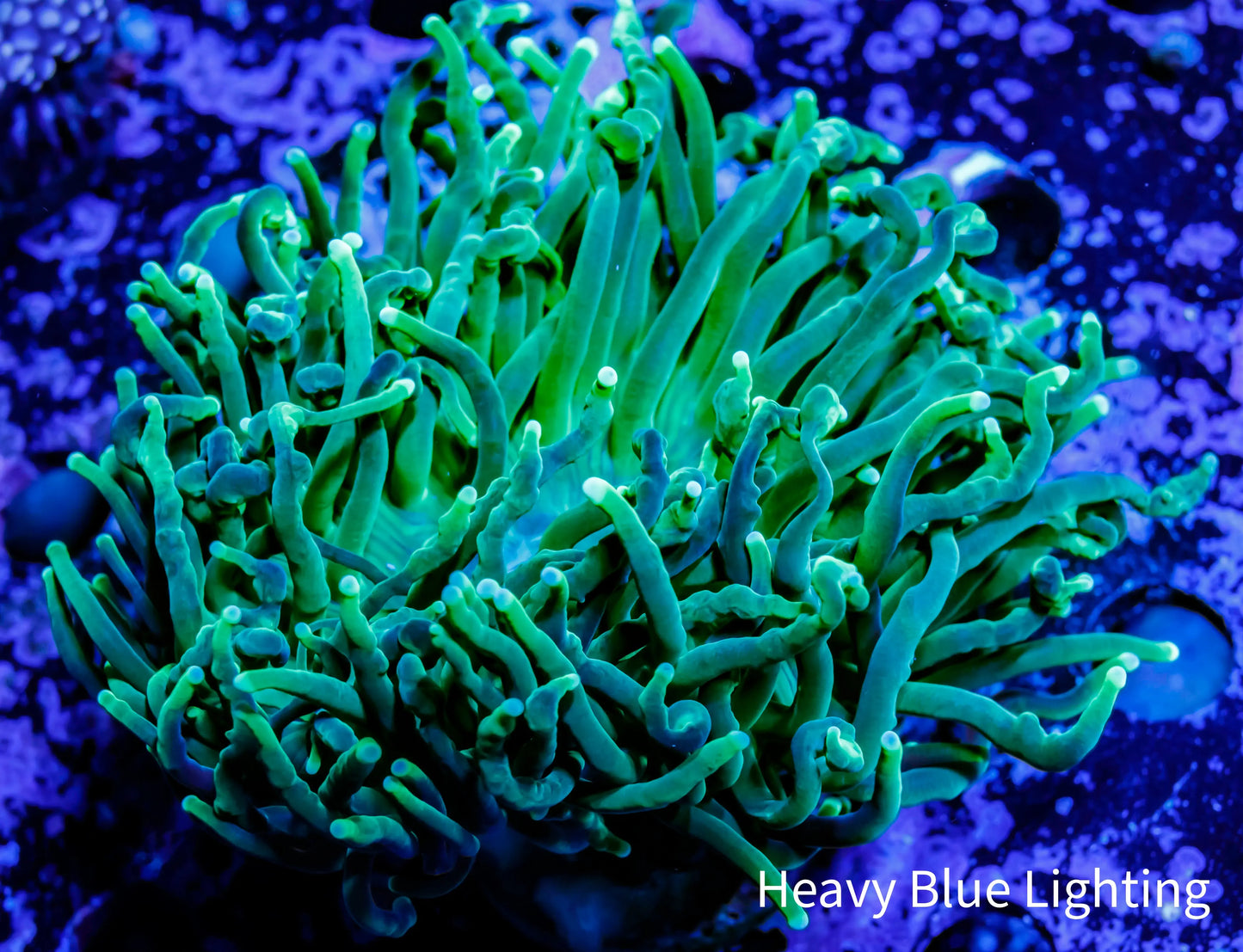 Green Torch Coral 7cm WYSIWYG Green Torch Coral 7cm WYSIWYG LPS Green Torch Coral 7cm WYSIWYG Zeo Box Reef