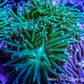 Green Torch Coral 7cm WYSIWYG Green Torch Coral 7cm WYSIWYG LPS Green Torch Coral 7cm WYSIWYG Zeo Box Reef
