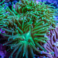 Green Torch Coral 7cm WYSIWYG Green Torch Coral 7cm WYSIWYG LPS Green Torch Coral 7cm WYSIWYG Zeo Box Reef
