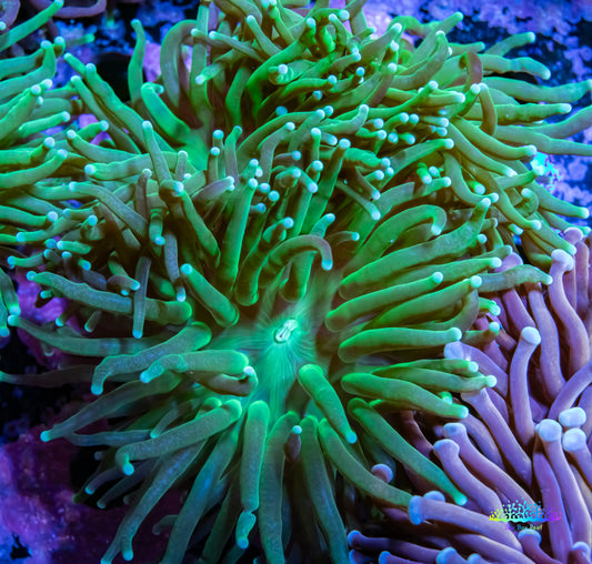 Green Torch Coral 7cm WYSIWYG Green Torch Coral 7cm WYSIWYG LPS Green Torch Coral 7cm WYSIWYG Zeo Box Reef