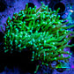 Green Torch Coral 8cm WYSIWYG D2R1B1 Green Torch Coral 8cm WYSIWYG D2R1B1 LPS Green Torch Coral 8cm WYSIWYG D2R1B1 Zeo Box Reef