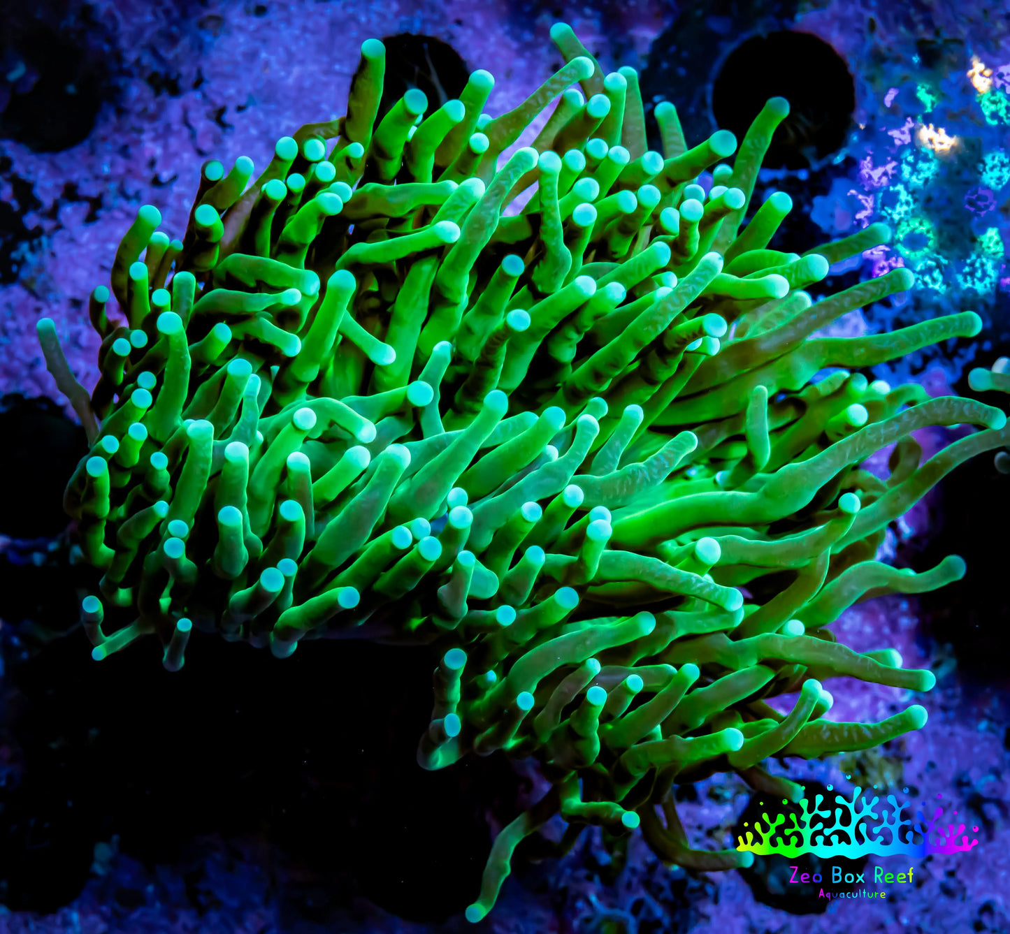 Green Torch Coral 8cm WYSIWYG D2R1B1 Green Torch Coral 8cm WYSIWYG D2R1B1 LPS Green Torch Coral 8cm WYSIWYG D2R1B1 Zeo Box Reef