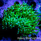 Green Torch Coral 8cm WYSIWYG D2R1B1 Green Torch Coral 8cm WYSIWYG D2R1B1 LPS Green Torch Coral 8cm WYSIWYG D2R1B1 Zeo Box Reef