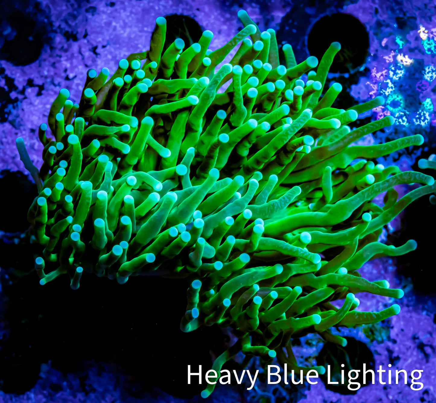 Green Torch Coral 8cm WYSIWYG D2R1B1 Green Torch Coral 8cm WYSIWYG D2R1B1 LPS Green Torch Coral 8cm WYSIWYG D2R1B1 Zeo Box Reef