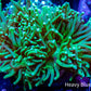 Green Torch Coral 8cm WYSIWYG Green Torch Coral 8cm WYSIWYG LPS Green Torch Coral 8cm WYSIWYG Zeo Box Reef