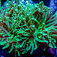 Green Torch Coral 8cm WYSIWYG Green Torch Coral 8cm WYSIWYG LPS Green Torch Coral 8cm WYSIWYG Zeo Box Reef