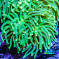 Green Torch Coral WYSIWYG D11R!B1 Green Torch Coral WYSIWYG D11R!B1 LPS Green Torch Coral WYSIWYG D11R!B1 Zeo Box Reef