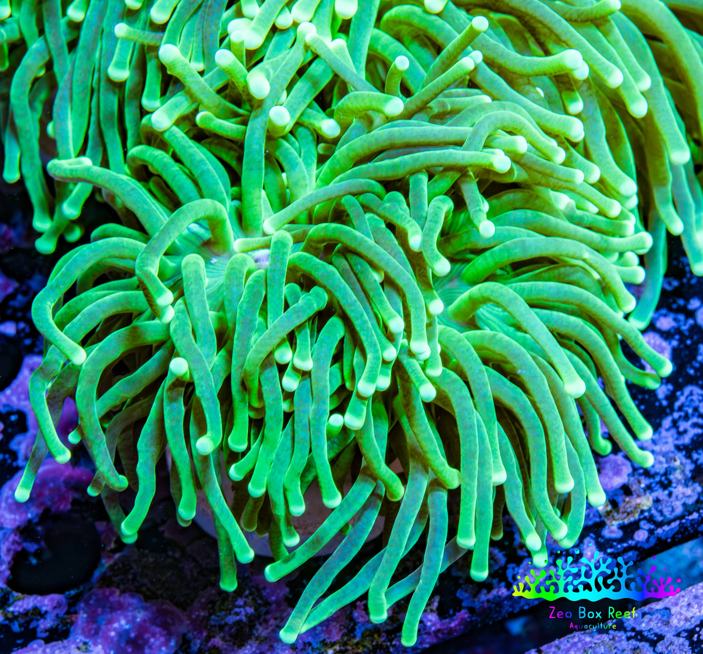 Green Torch Coral WYSIWYG D11R!B1 Green Torch Coral WYSIWYG D11R!B1 LPS Green Torch Coral WYSIWYG D11R!B1 Zeo Box Reef