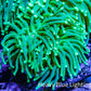 Green Torch Coral WYSIWYG D11R!B1 Green Torch Coral WYSIWYG D11R!B1 LPS Green Torch Coral WYSIWYG D11R!B1 Zeo Box Reef