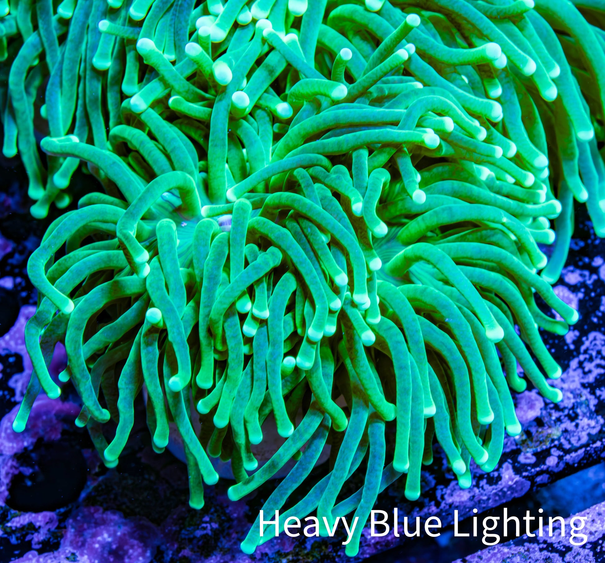 Green Torch Coral WYSIWYG D11R!B1 Green Torch Coral WYSIWYG D11R!B1 LPS Green Torch Coral WYSIWYG D11R!B1 Zeo Box Reef