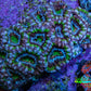 Green and Purple Acan Coral WYSIWYG 8 cm C1R2B1 Green and Purple Acan Coral WYSIWYG 8 cm C1R2B1 LPS Coral Green and Purple Acan Coral WYSIWYG 8 cm C1R2B1 Zeo Box Reef