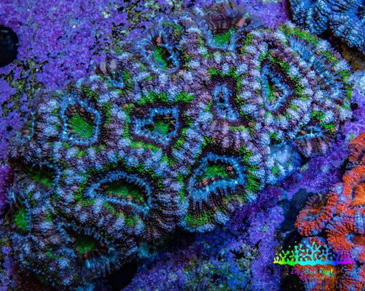 Green and Purple Acan Coral WYSIWYG 8 cm C1R2B1 Green and Purple Acan Coral WYSIWYG 8 cm C1R2B1 LPS Coral Green and Purple Acan Coral WYSIWYG 8 cm C1R2B1 Zeo Box Reef