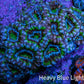 Green and Purple Acan Coral WYSIWYG 8 cm C1R2B1 Green and Purple Acan Coral WYSIWYG 8 cm C1R2B1 LPS Coral Green and Purple Acan Coral WYSIWYG 8 cm C1R2B1 Zeo Box Reef