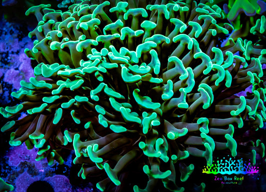 GreenHammer Coral -  WYSIWYG 8cm C1R6B1 GreenHammer Coral -  WYSIWYG 8cm C1R6B1 Aquarium Decor GreenHammer Coral -  WYSIWYG 8cm C1R6B1 Zeo Box Reef