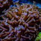 Hammer Cora - Gold Stem WYSIWYG 7cm A2R6B1 Hammer Cora - Gold Stem WYSIWYG 7cm A2R6B1 Aquarium Decor Hammer Cora - Gold Stem WYSIWYG 7cm A2R6B1 Zeo Box Reef