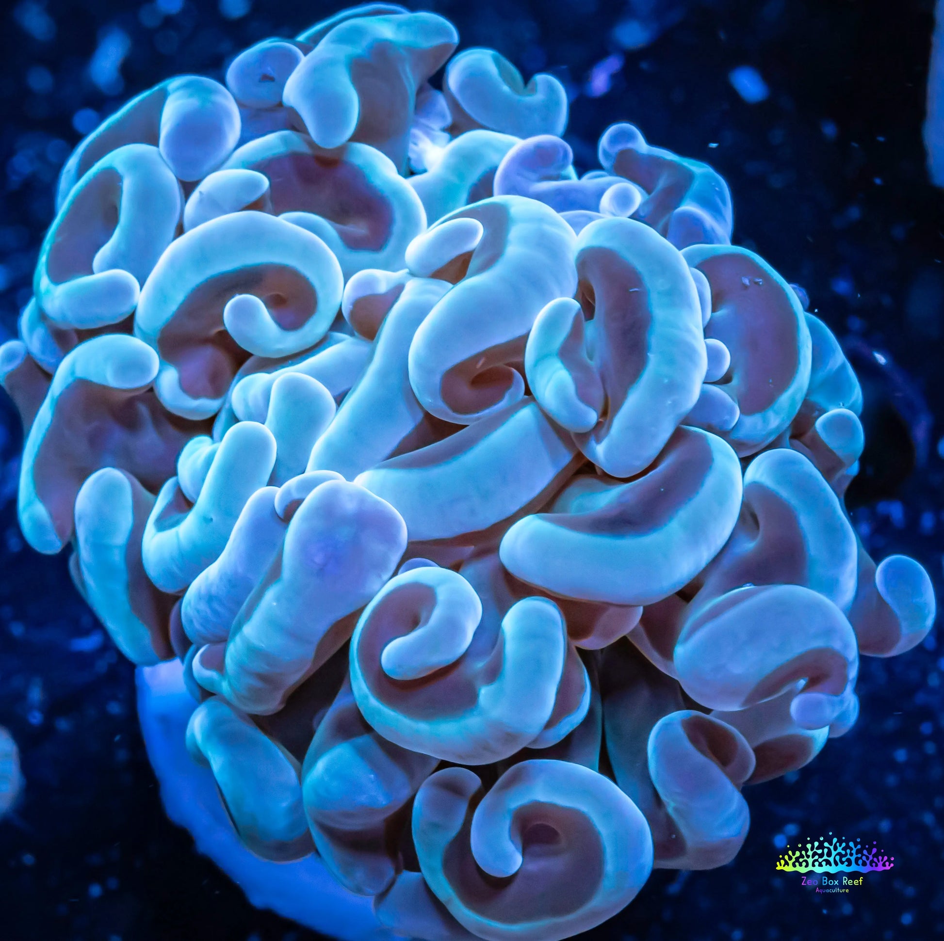 Hammer Coral -  WYSIWYG 4cm Hammer Coral -  WYSIWYG 4cm Aquarium Decor Hammer Coral -  WYSIWYG 4cm Zeo Box Reef