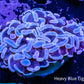 Hammer Coral -  WYSIWYG 4cm Hammer Coral -  WYSIWYG 4cm Aquarium Decor Hammer Coral -  WYSIWYG 4cm Zeo Box Reef