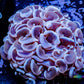 Hammer Coral -  WYSIWYG 5cm Hammer Coral -  WYSIWYG 5cm Aquarium Decor Hammer Coral -  WYSIWYG 5cm Zeo Box Reef