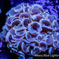 Hammer Coral -  WYSIWYG 5cm Hammer Coral -  WYSIWYG 5cm Aquarium Decor Hammer Coral -  WYSIWYG 5cm Zeo Box Reef