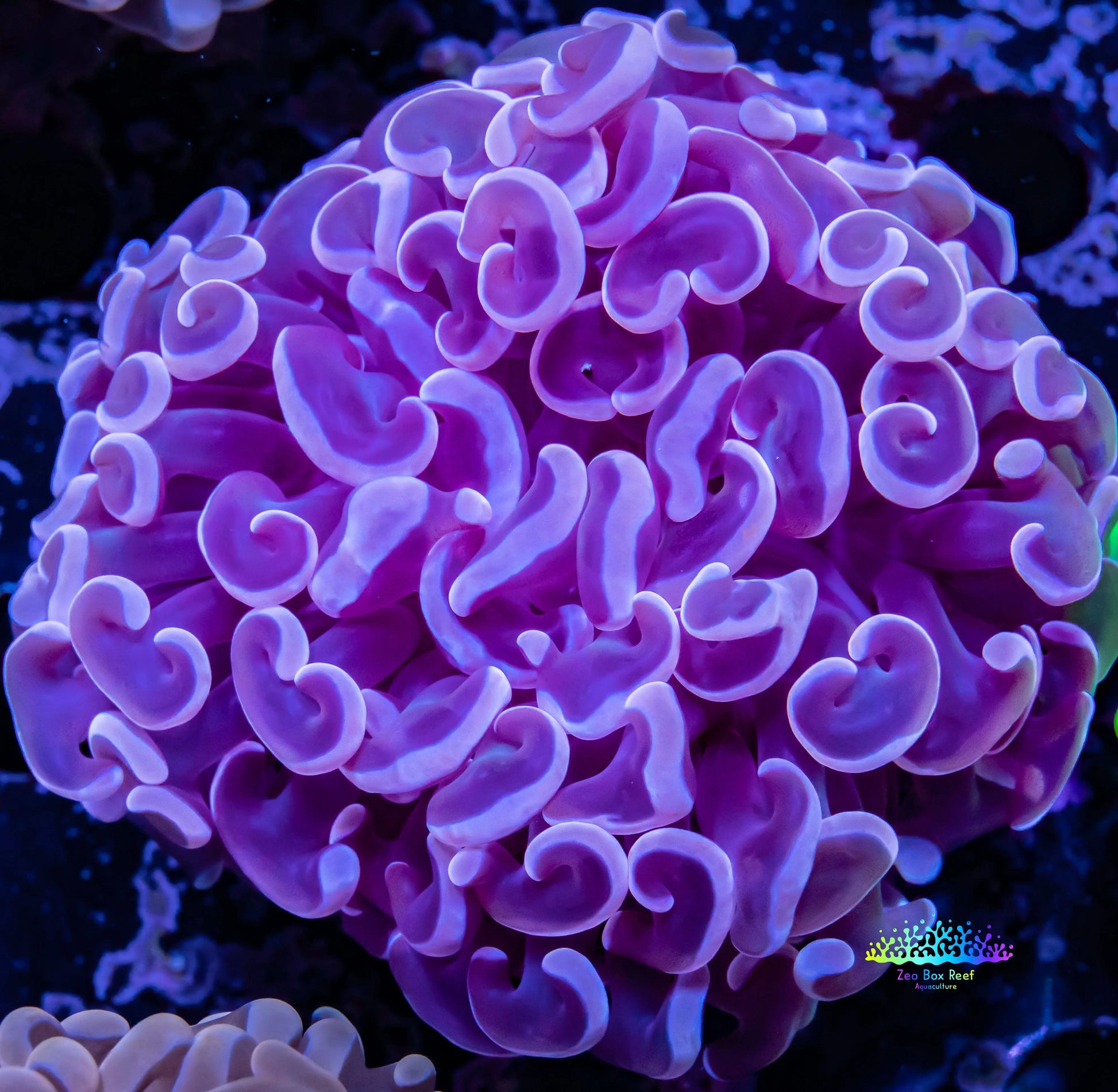 Hammer Coral -  WYSIWYG 6cm Hammer Coral -  WYSIWYG 6cm Aquarium Decor Hammer Coral -  WYSIWYG 6cm Zeo Box Reef