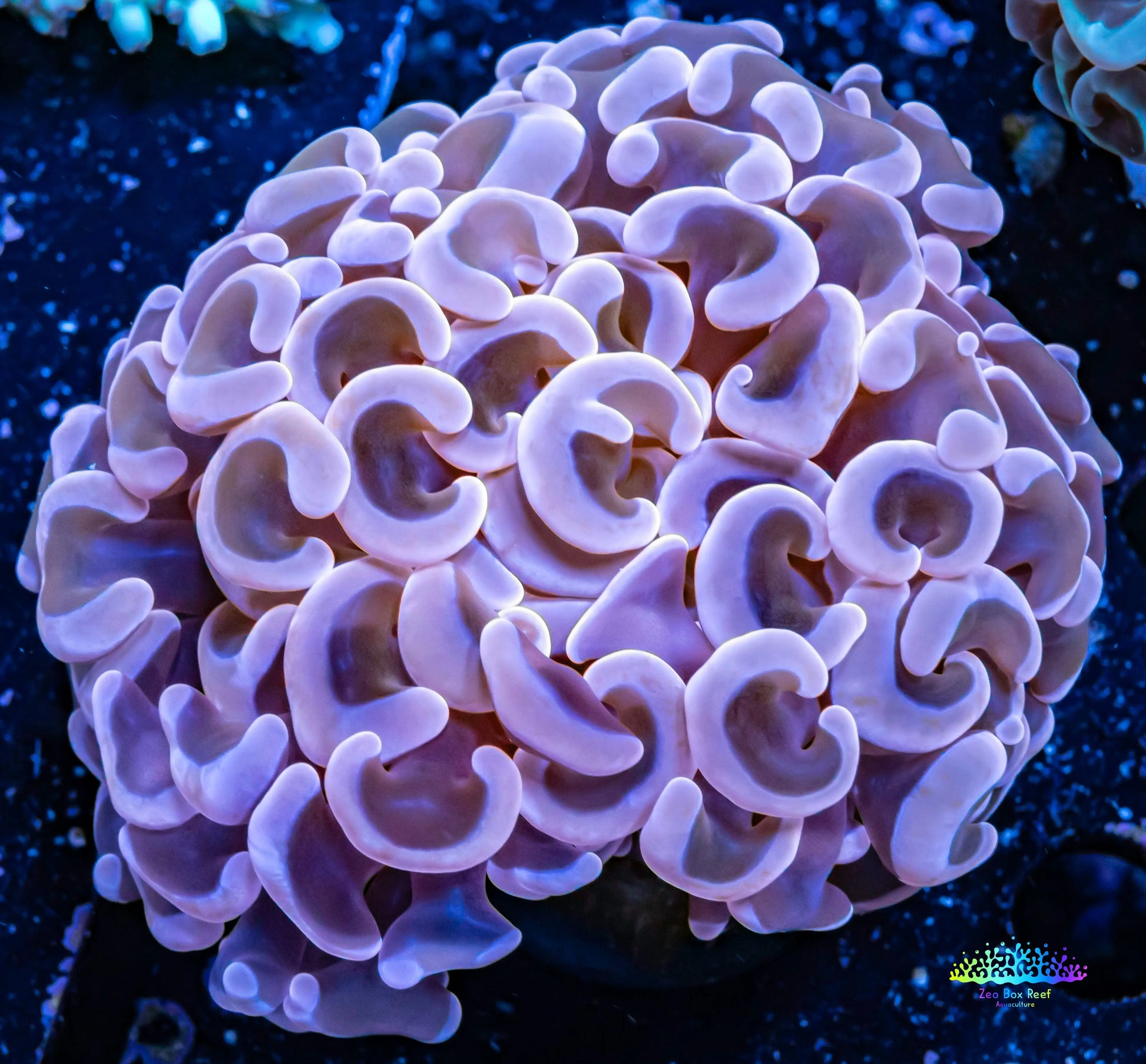 Hammer Coral -  WYSIWYG 6cm Hammer Coral -  WYSIWYG 6cm Aquarium Decor Hammer Coral -  WYSIWYG 6cm Zeo Box Reef