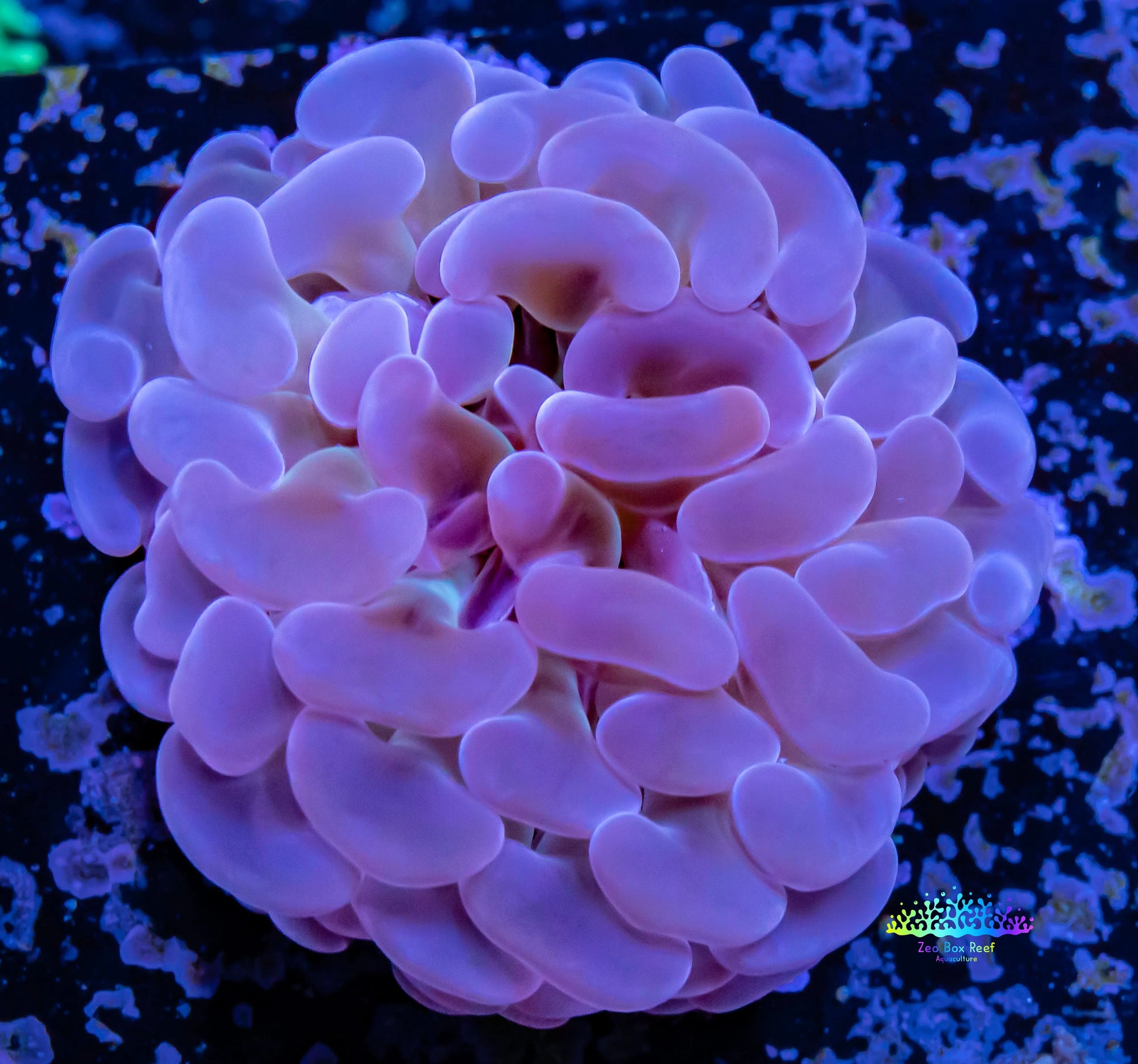 Hammer Coral - Jelly Bean Tip  WYSIWYG 4cm Hammer Coral - Jelly Bean Tip  WYSIWYG 4cm Aquarium Decor Hammer Coral - Jelly Bean Tip  WYSIWYG 4cm Zeo Box Reef