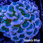 Hammer Coral - Pearl Tip  WYSIWYG 4cm Hammer Coral - Pearl Tip  WYSIWYG 4cm Aquarium Decor Hammer Coral - Pearl Tip  WYSIWYG 4cm Zeo Box Reef