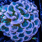 Hammer Coral - Pearl Tip  WYSIWYG 4cm Hammer Coral - Pearl Tip  WYSIWYG 4cm Aquarium Decor Hammer Coral - Pearl Tip  WYSIWYG 4cm Zeo Box Reef