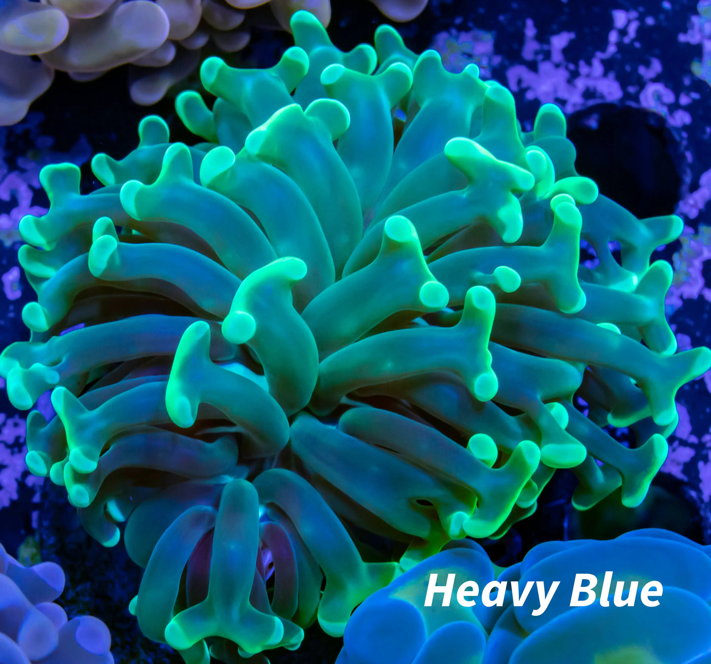 Hammer Coral - Toxic Green Tip  WYSIWYG 4cm Hammer Coral - Toxic Green Tip  WYSIWYG 4cm Aquarium Decor Hammer Coral - Toxic Green Tip  WYSIWYG 4cm Zeo Box Reef