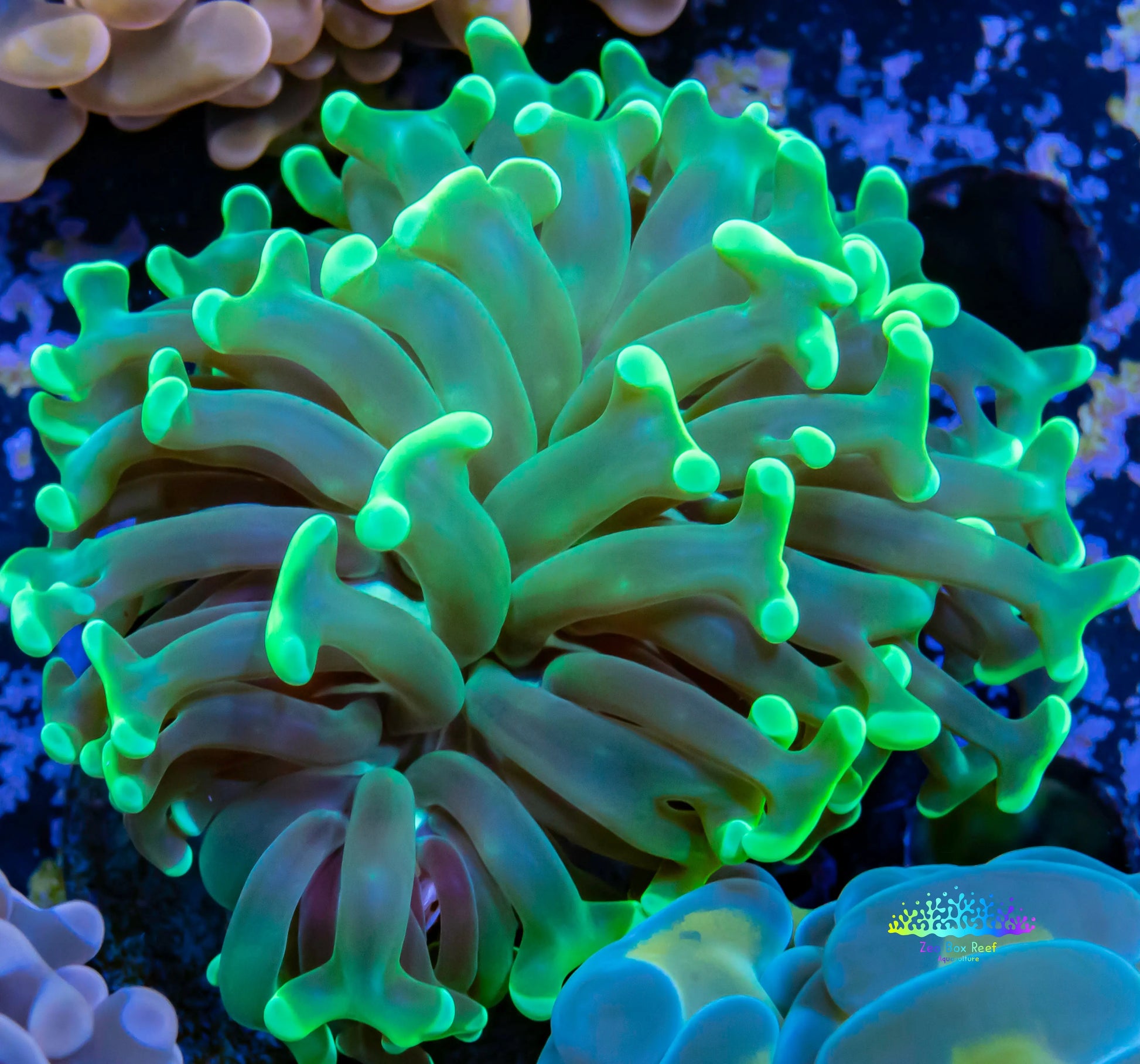 Hammer Coral - Toxic Green Tip  WYSIWYG 4cm Hammer Coral - Toxic Green Tip  WYSIWYG 4cm Aquarium Decor Hammer Coral - Toxic Green Tip  WYSIWYG 4cm Zeo Box Reef