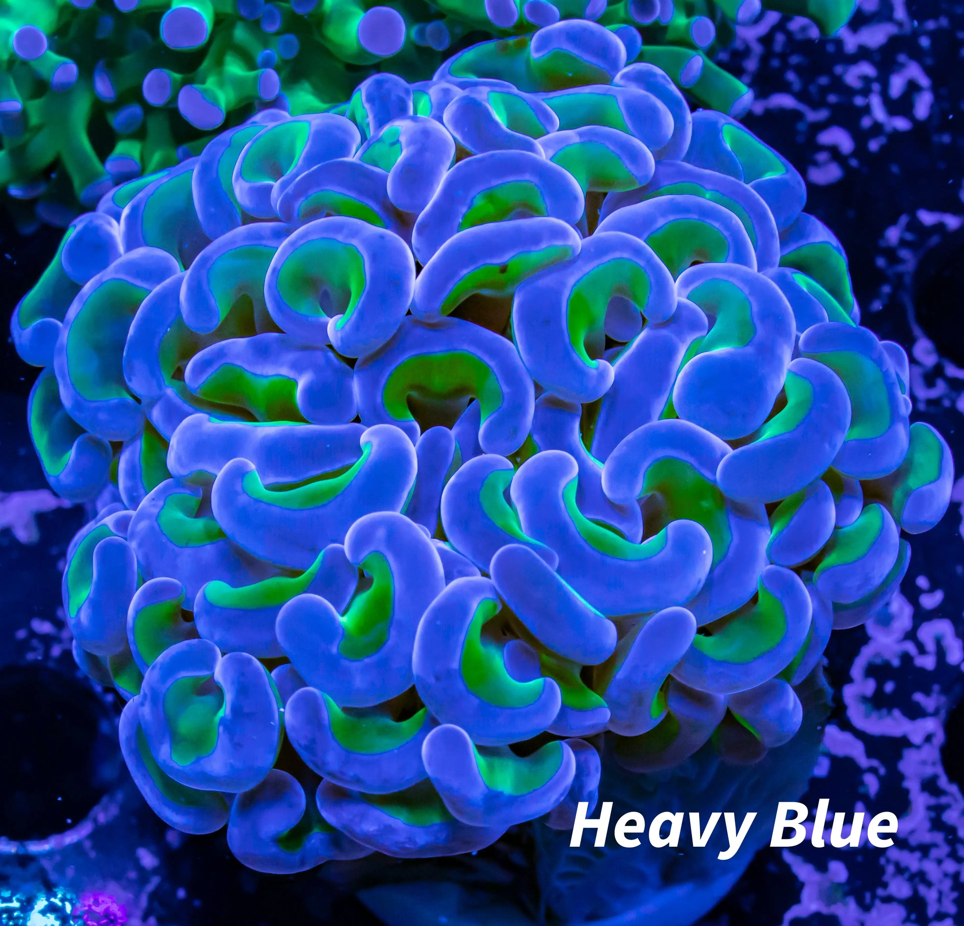 Hammer Coral - Ultra  WYSIWYG 5cm Hammer Coral - Ultra  WYSIWYG 5cm Aquarium Decor Hammer Coral - Ultra  WYSIWYG 5cm Zeo Box Reef