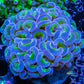 Hammer Coral - Ultra  WYSIWYG 5cm Hammer Coral - Ultra  WYSIWYG 5cm Aquarium Decor Hammer Coral - Ultra  WYSIWYG 5cm Zeo Box Reef