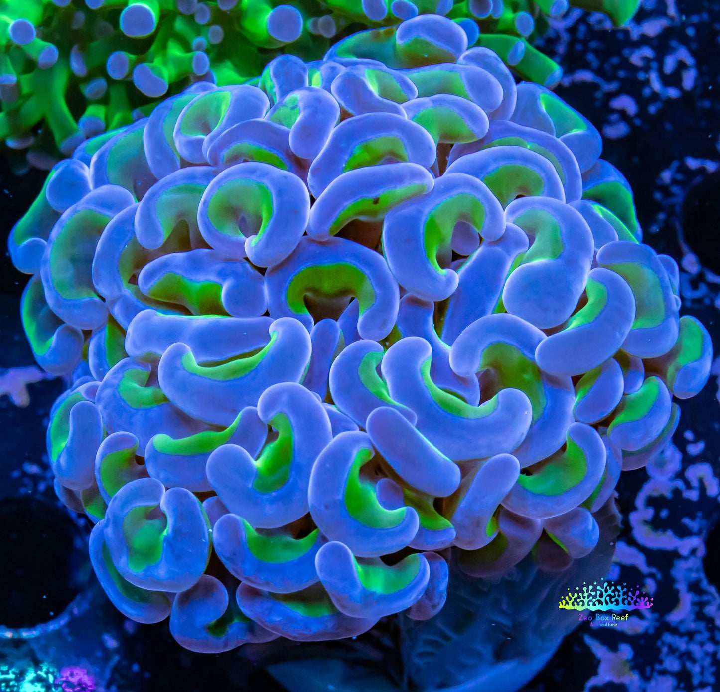 Hammer Coral - Ultra  WYSIWYG 5cm Hammer Coral - Ultra  WYSIWYG 5cm Aquarium Decor Hammer Coral - Ultra  WYSIWYG 5cm Zeo Box Reef