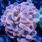 Hammer Coral - Ultra Jelly Bean  WYSIWYG 7cm Hammer Coral - Ultra Jelly Bean  WYSIWYG 7cm Aquarium Decor Hammer Coral - Ultra Jelly Bean  WYSIWYG 7cm Zeo Box Reef