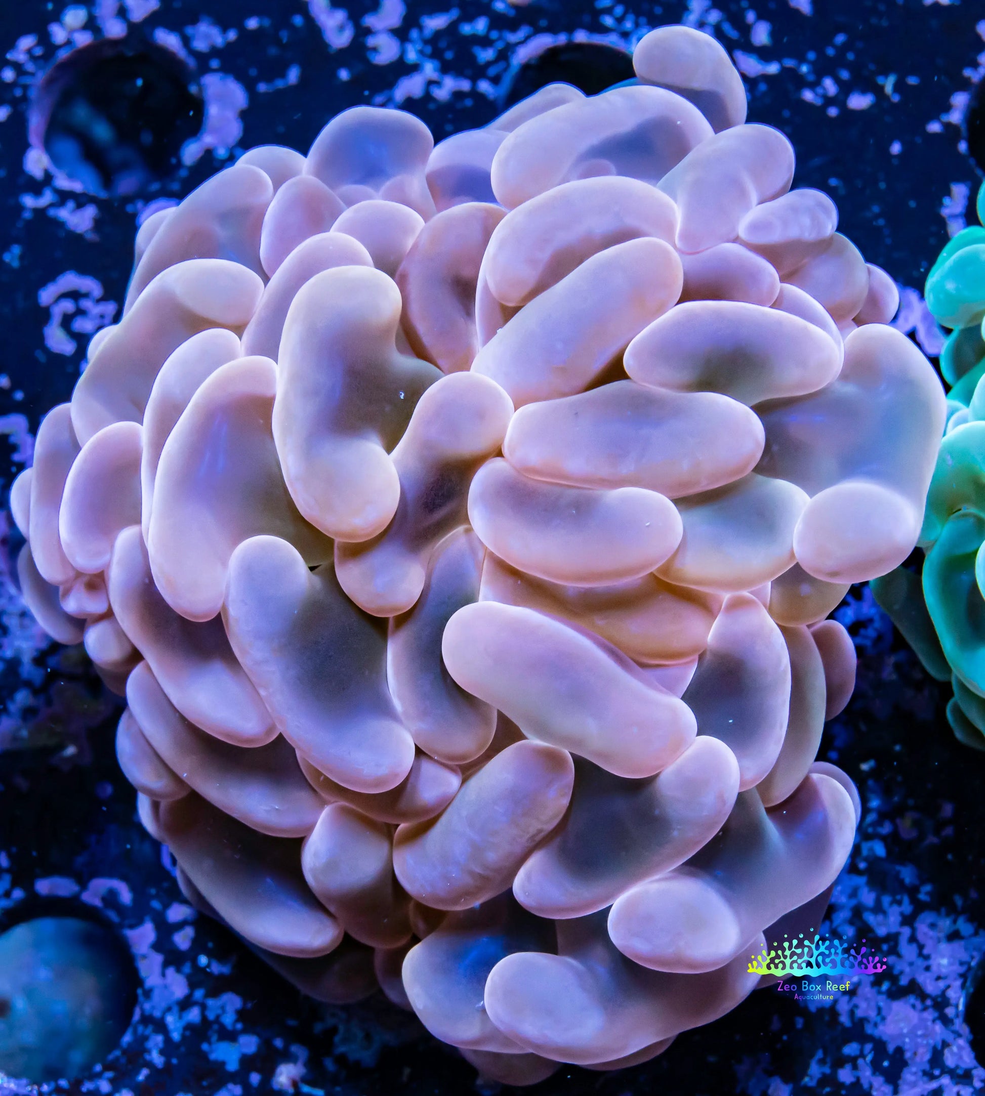 Hammer Coral - Ultra Jelly Bean  WYSIWYG 7cm Hammer Coral - Ultra Jelly Bean  WYSIWYG 7cm Aquarium Decor Hammer Coral - Ultra Jelly Bean  WYSIWYG 7cm Zeo Box Reef