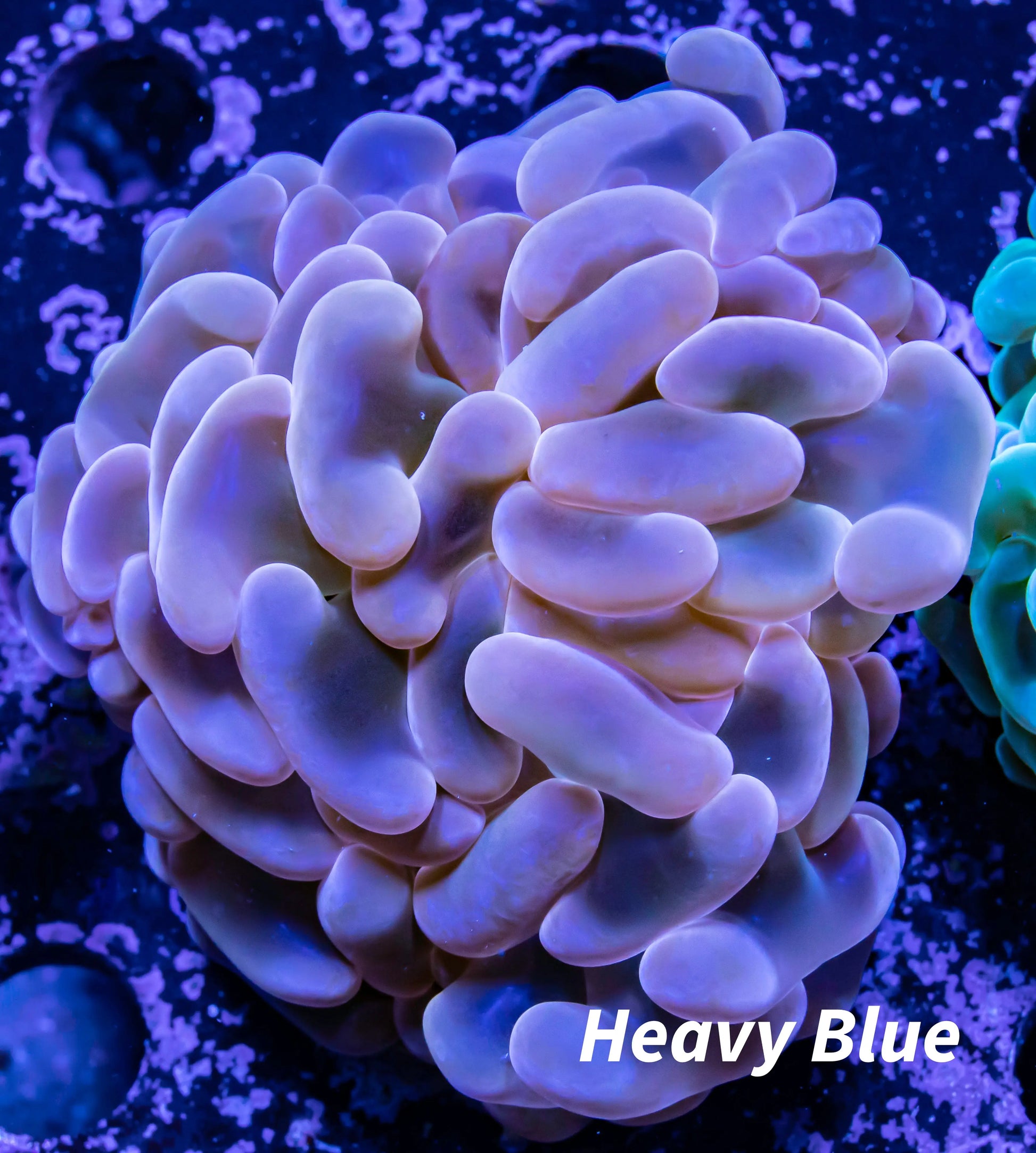 Hammer Coral - Ultra Jelly Bean  WYSIWYG 7cm Hammer Coral - Ultra Jelly Bean  WYSIWYG 7cm Aquarium Decor Hammer Coral - Ultra Jelly Bean  WYSIWYG 7cm Zeo Box Reef