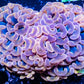 Hammer Coral - Ultra Mottled Jelly Bean Orange Hammer  WYSIWYG 7cm Hammer Coral - Ultra Mottled Jelly Bean Orange Hammer  WYSIWYG 7cm Aquarium Decor Hammer Coral - Ultra Mottled Jelly Bean Orange Hammer  WYSIWYG 7cm Zeo Box Reef