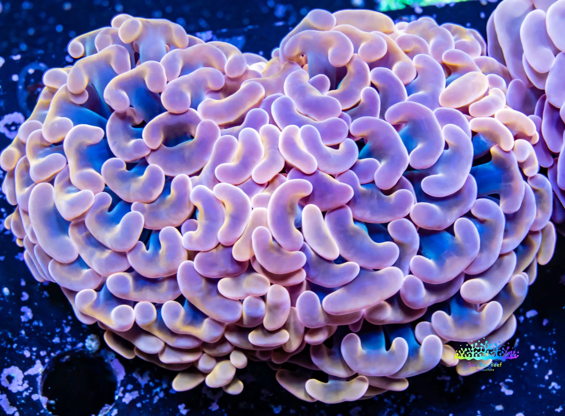 Hammer Coral - Ultra Mottled Jelly Bean Orange Hammer  WYSIWYG 7cm Hammer Coral - Ultra Mottled Jelly Bean Orange Hammer  WYSIWYG 7cm Aquarium Decor Hammer Coral - Ultra Mottled Jelly Bean Orange Hammer  WYSIWYG 7cm Zeo Box Reef