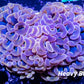 Hammer Coral - Ultra Mottled Jelly Bean Orange Hammer  WYSIWYG 7cm Hammer Coral - Ultra Mottled Jelly Bean Orange Hammer  WYSIWYG 7cm Aquarium Decor Hammer Coral - Ultra Mottled Jelly Bean Orange Hammer  WYSIWYG 7cm Zeo Box Reef