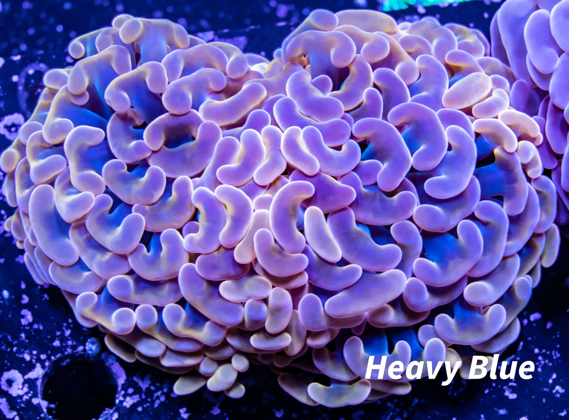 Hammer Coral - Ultra Mottled Jelly Bean Orange Hammer  WYSIWYG 7cm Hammer Coral - Ultra Mottled Jelly Bean Orange Hammer  WYSIWYG 7cm Aquarium Decor Hammer Coral - Ultra Mottled Jelly Bean Orange Hammer  WYSIWYG 7cm Zeo Box Reef