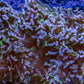 Hammer Coral Purple Tip Green Stem WYSIWYG 13cm Hammer Coral Purple Tip Green Stem WYSIWYG 13cm Aquarium Decor Hammer Coral Purple Tip Green Stem WYSIWYG 13cm Zeo Box Reef